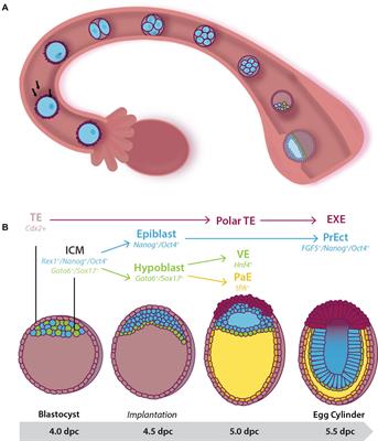 Modeling Mammalian Commitment to the Neural Lineage Using Embryos and Embryonic Stem Cells